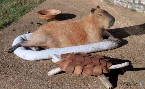 日向ぼっこしてる動物の画像