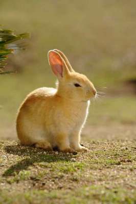 日向ぼっこしてる動物の画像