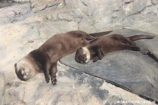 日向ぼっこしてる動物の画像