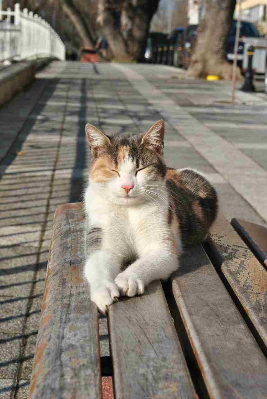 日向ぼっこしてる動物の画像