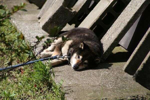 日向ぼっこしてる動物の画像