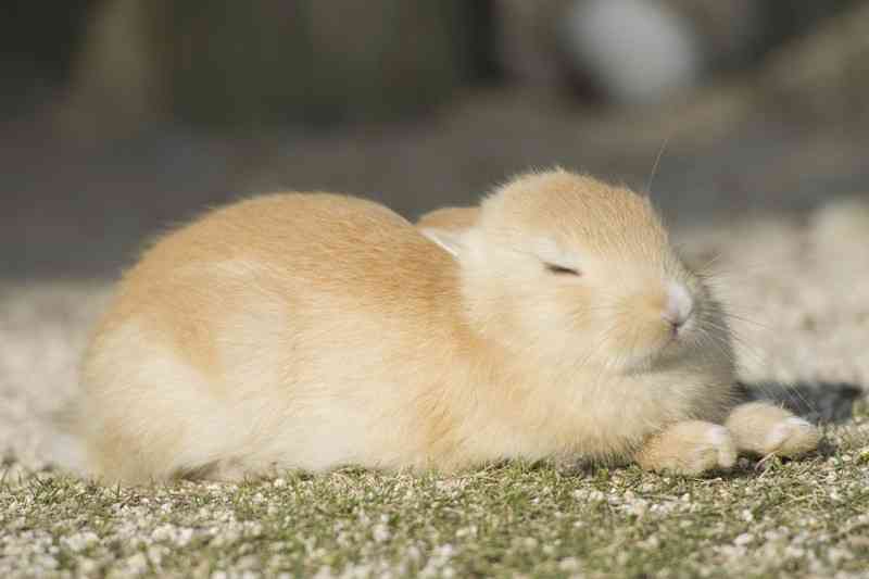 日向ぼっこしてる動物の画像