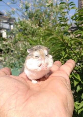 日向ぼっこしてる動物の画像