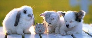 日向ぼっこしてる動物の画像