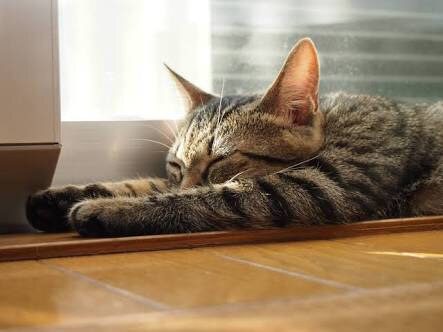 日向ぼっこしてる動物の画像