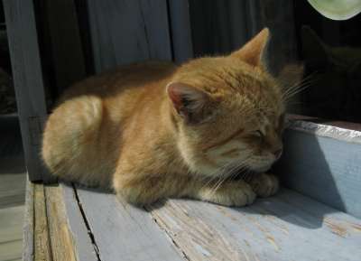 日向ぼっこしてる動物の画像