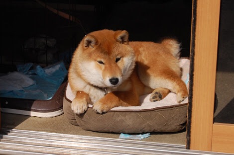日向ぼっこしてる動物の画像