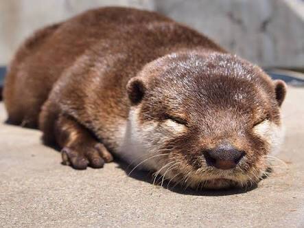 日向ぼっこしてる動物の画像