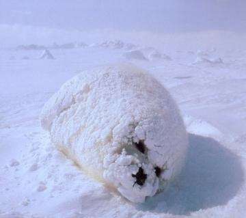 日向ぼっこしてる動物の画像
