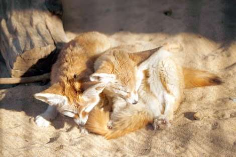 日向ぼっこしてる動物の画像