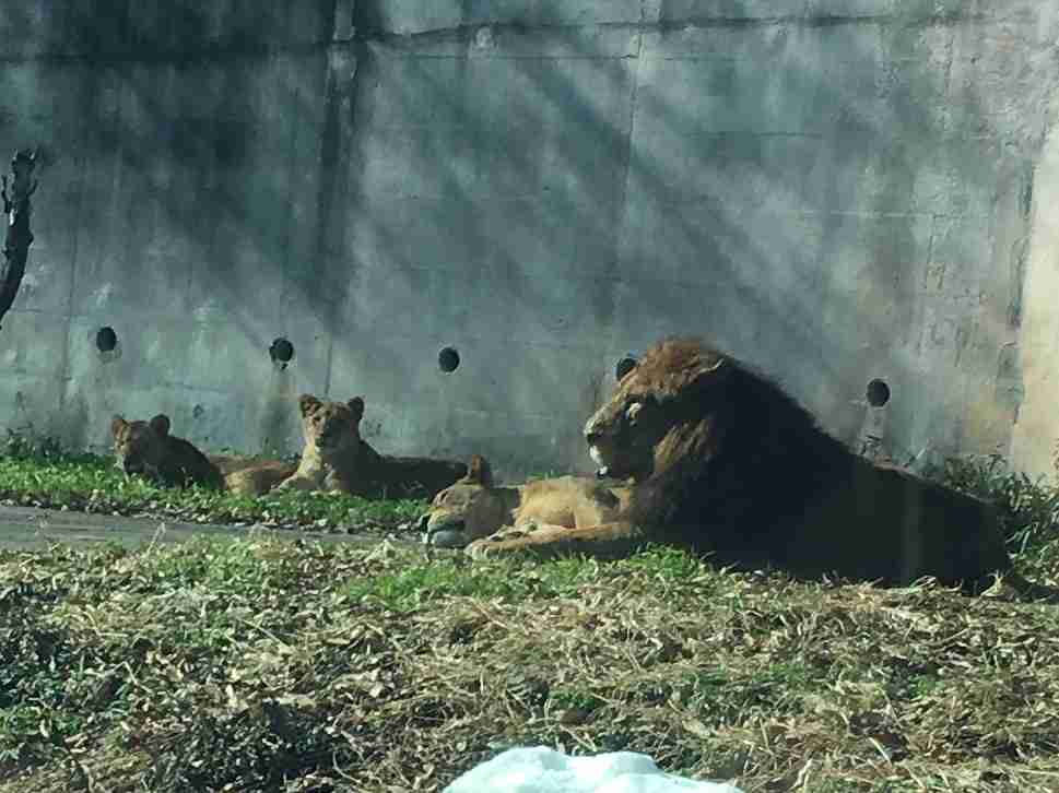 日向ぼっこしてる動物の画像
