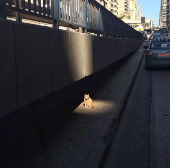 日向ぼっこしてる動物の画像