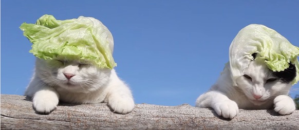 日向ぼっこしてる動物の画像
