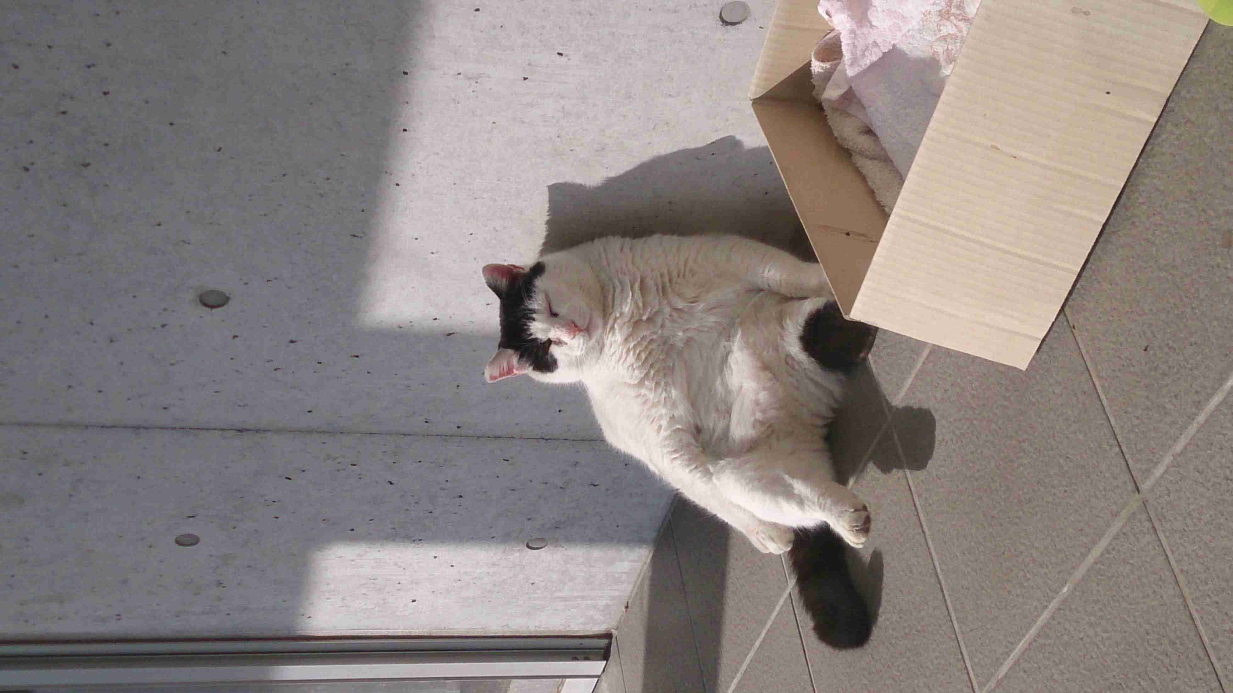 日向ぼっこしてる動物の画像