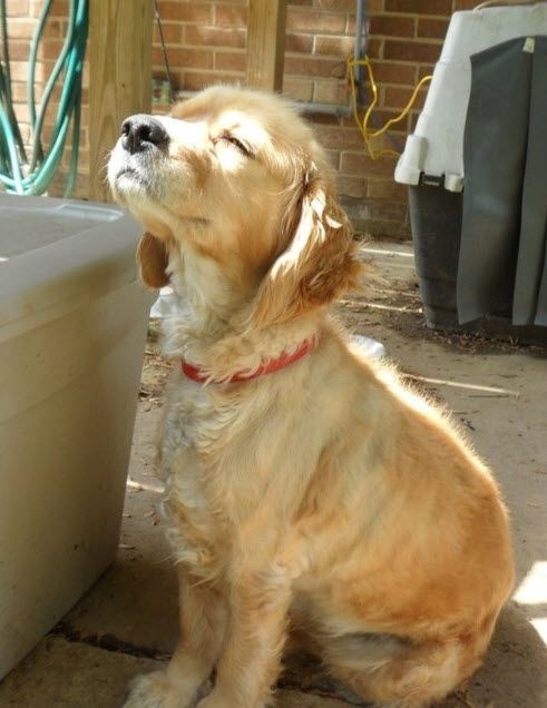日向ぼっこしてる動物の画像