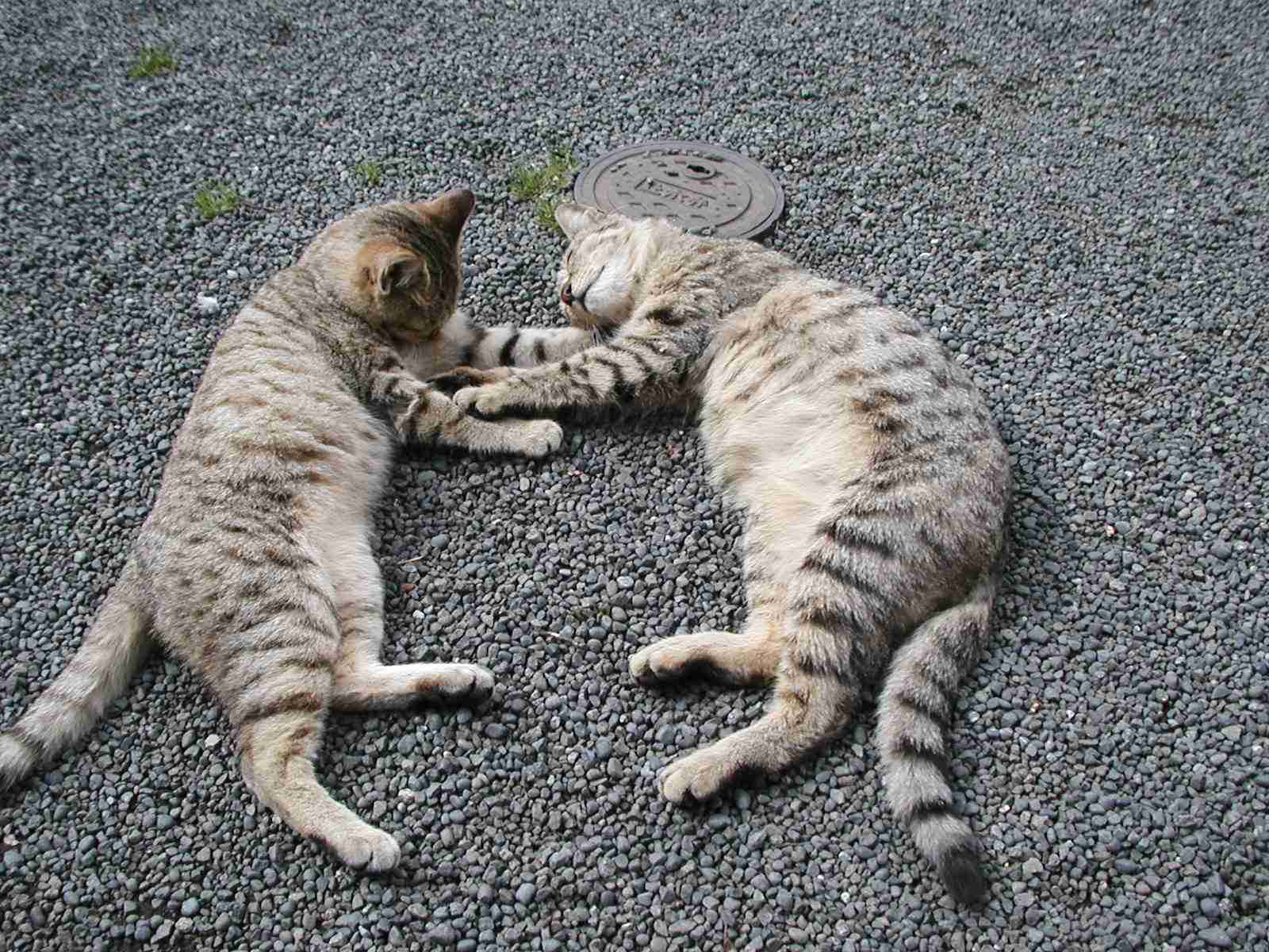 日向ぼっこしてる動物の画像