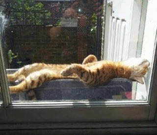 日向ぼっこしてる動物の画像
