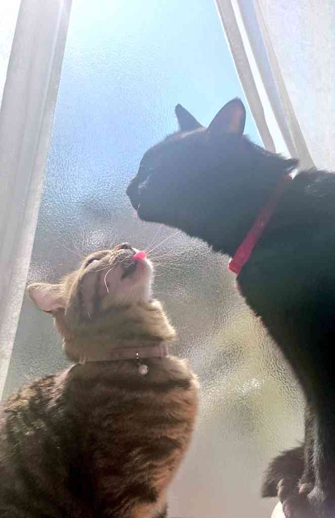日向ぼっこしてる動物の画像