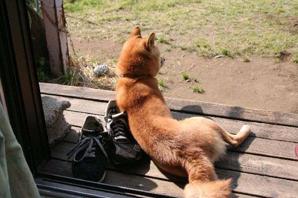 日向ぼっこしてる動物の画像