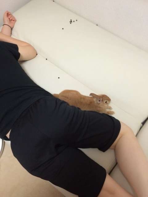 ペット、なに飼ってる？