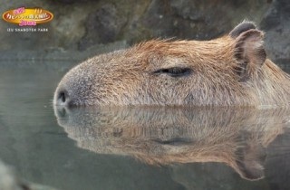 好きで好きでたまらないーって事、物、人は?
