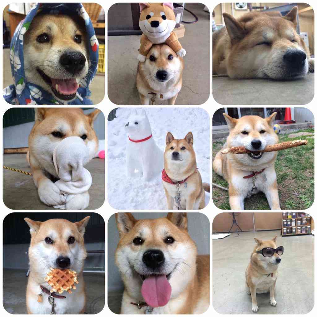 好きで好きでたまらないーって事、物、人は?