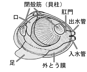 あさり料理法