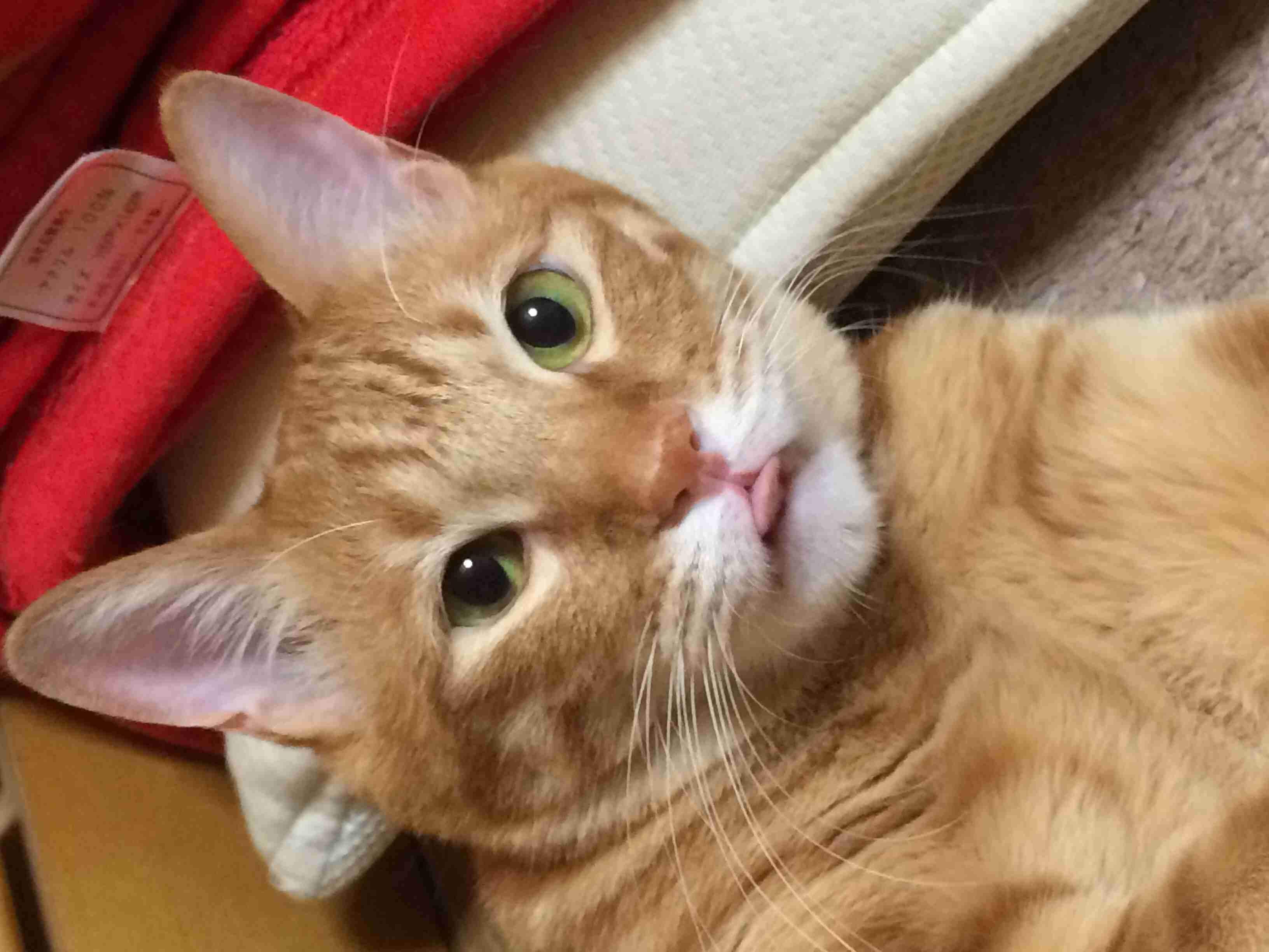 飼い猫と飼い犬の種類はなんですか?