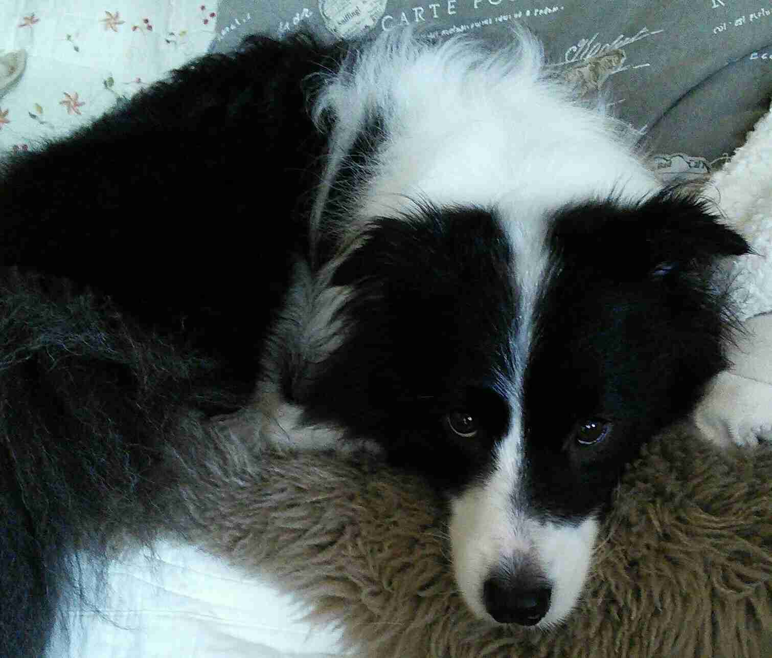 飼い猫と飼い犬の種類はなんですか?