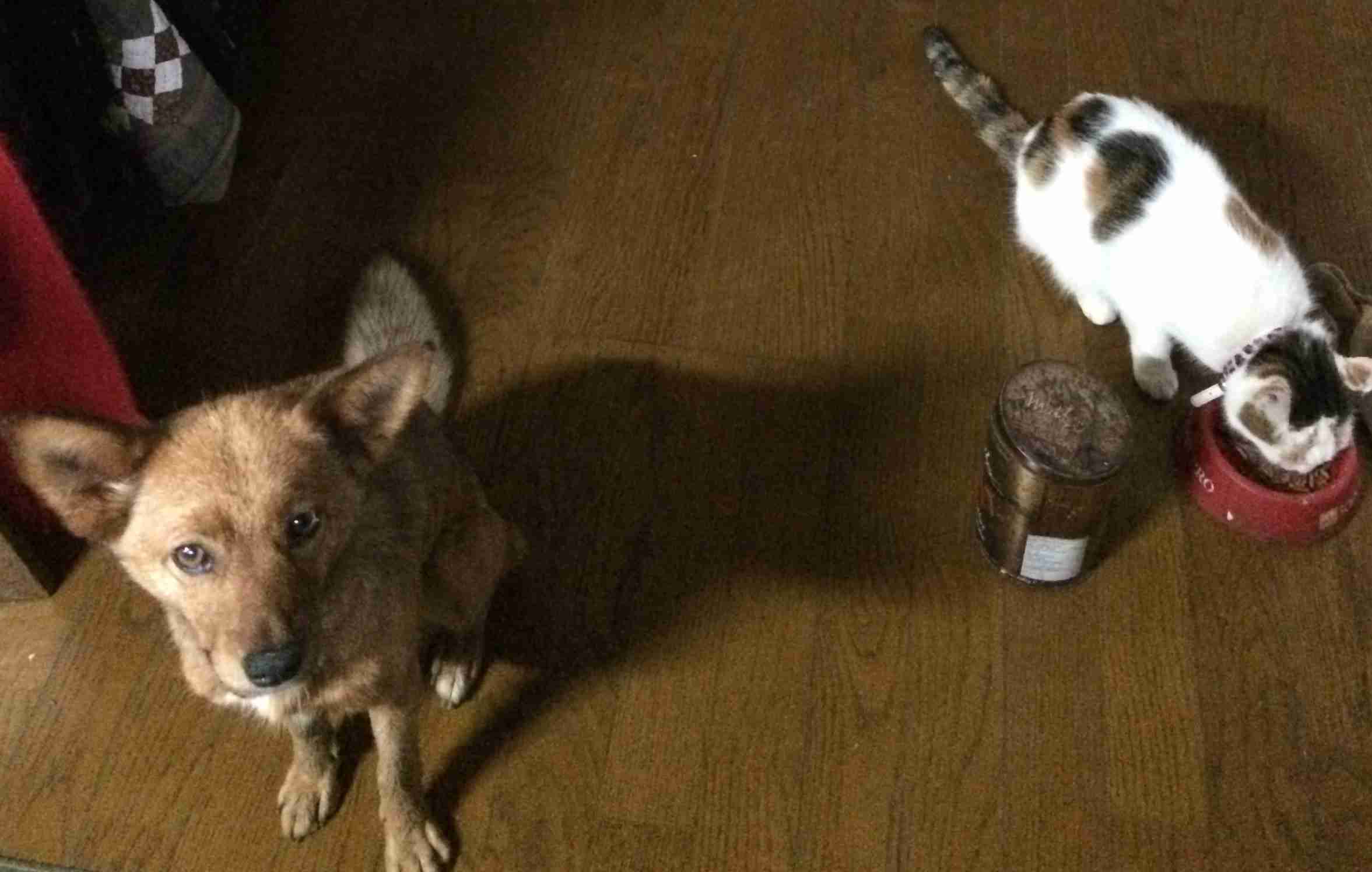 飼い猫と飼い犬の種類はなんですか?