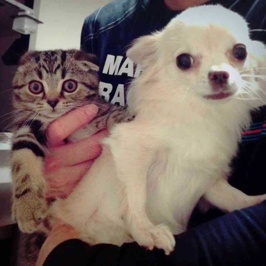飼い猫と飼い犬の種類はなんですか?