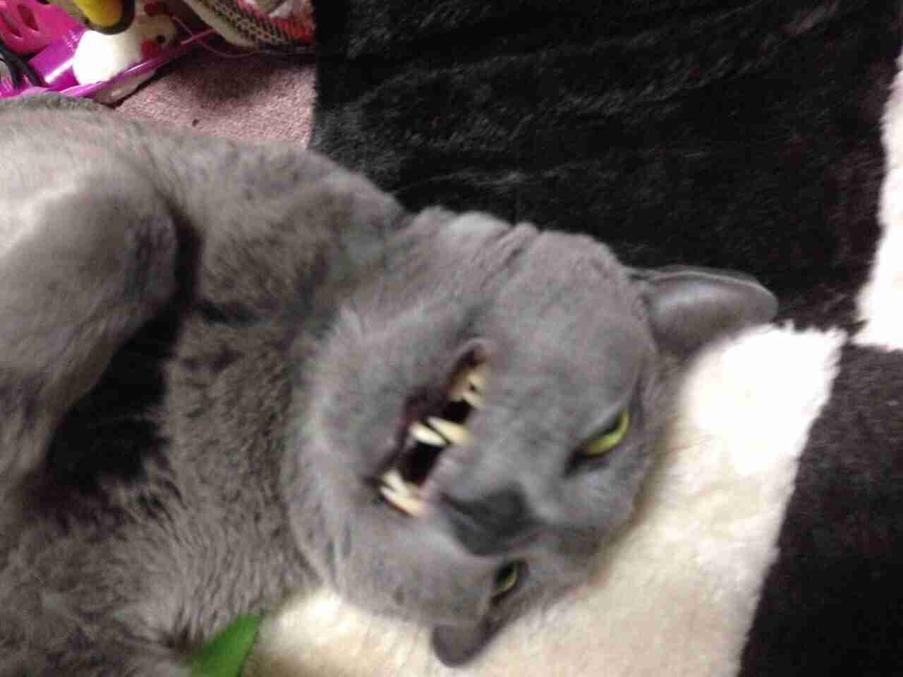飼い猫と飼い犬の種類はなんですか?