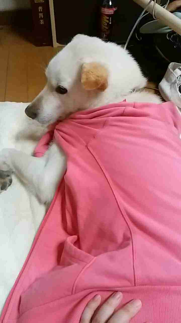 飼い猫と飼い犬の種類はなんですか?