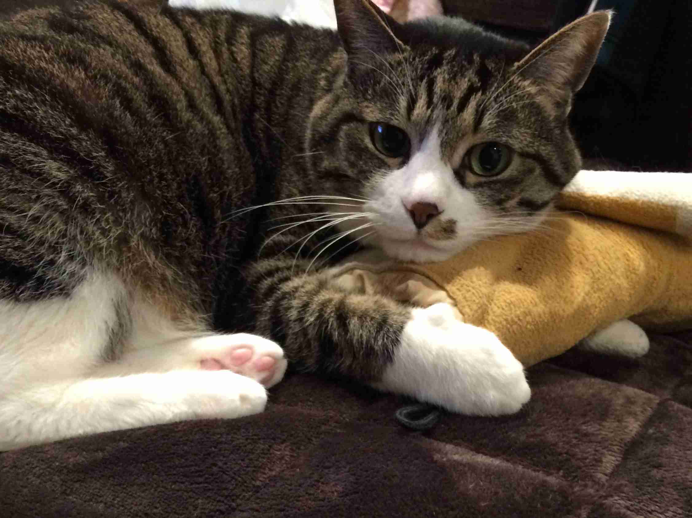 飼い猫と飼い犬の種類はなんですか?
