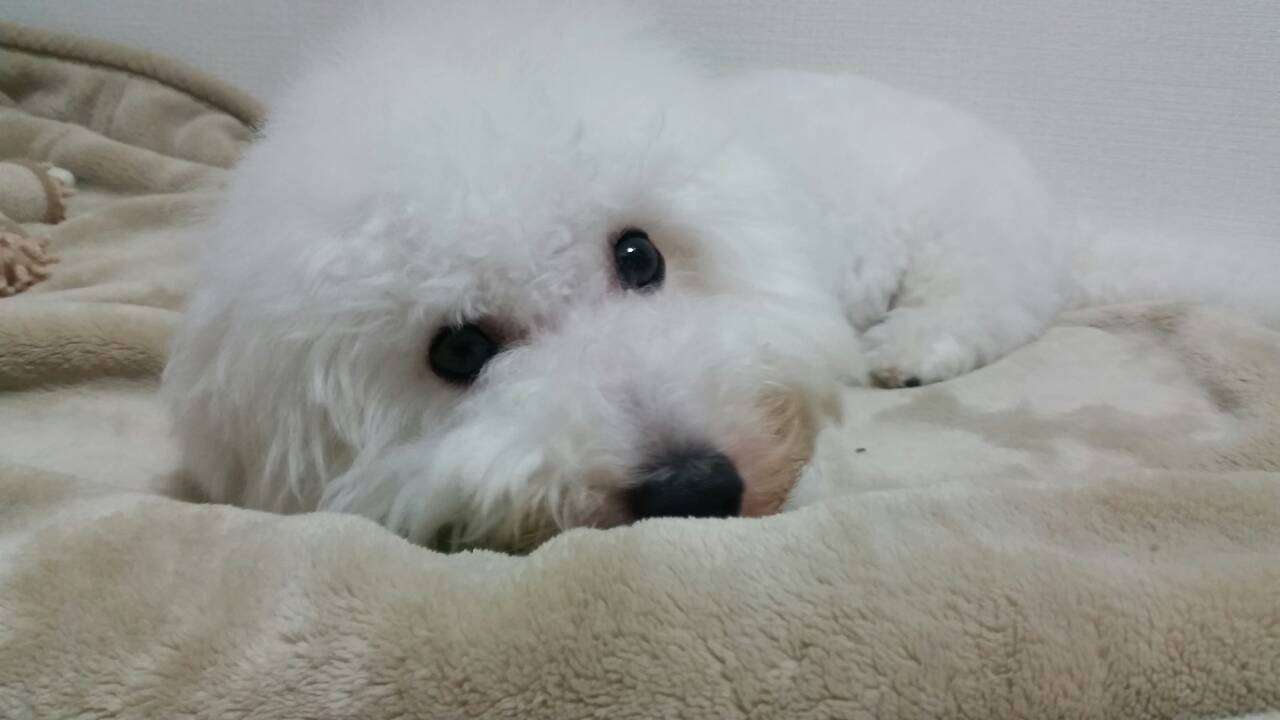 飼い猫と飼い犬の種類はなんですか?