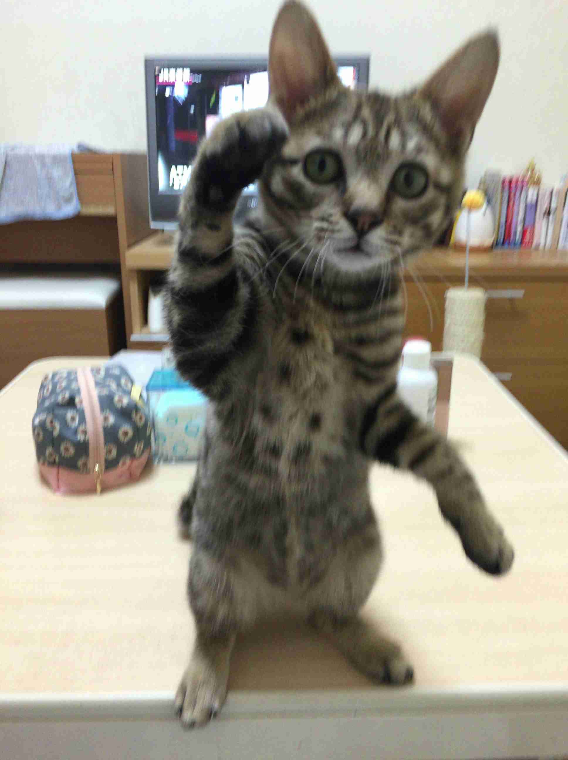 飼い猫と飼い犬の種類はなんですか?