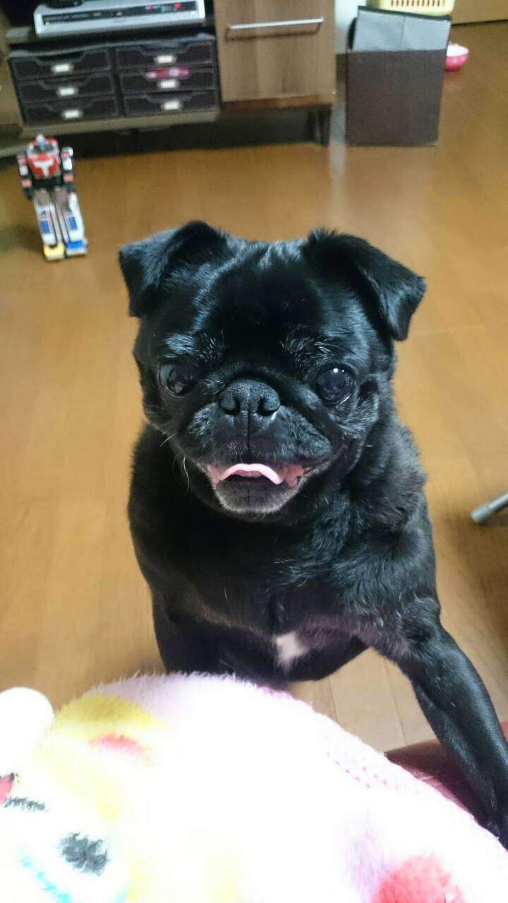 飼い猫と飼い犬の種類はなんですか?