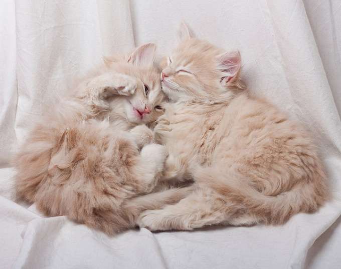 飼い猫と飼い犬の種類はなんですか?