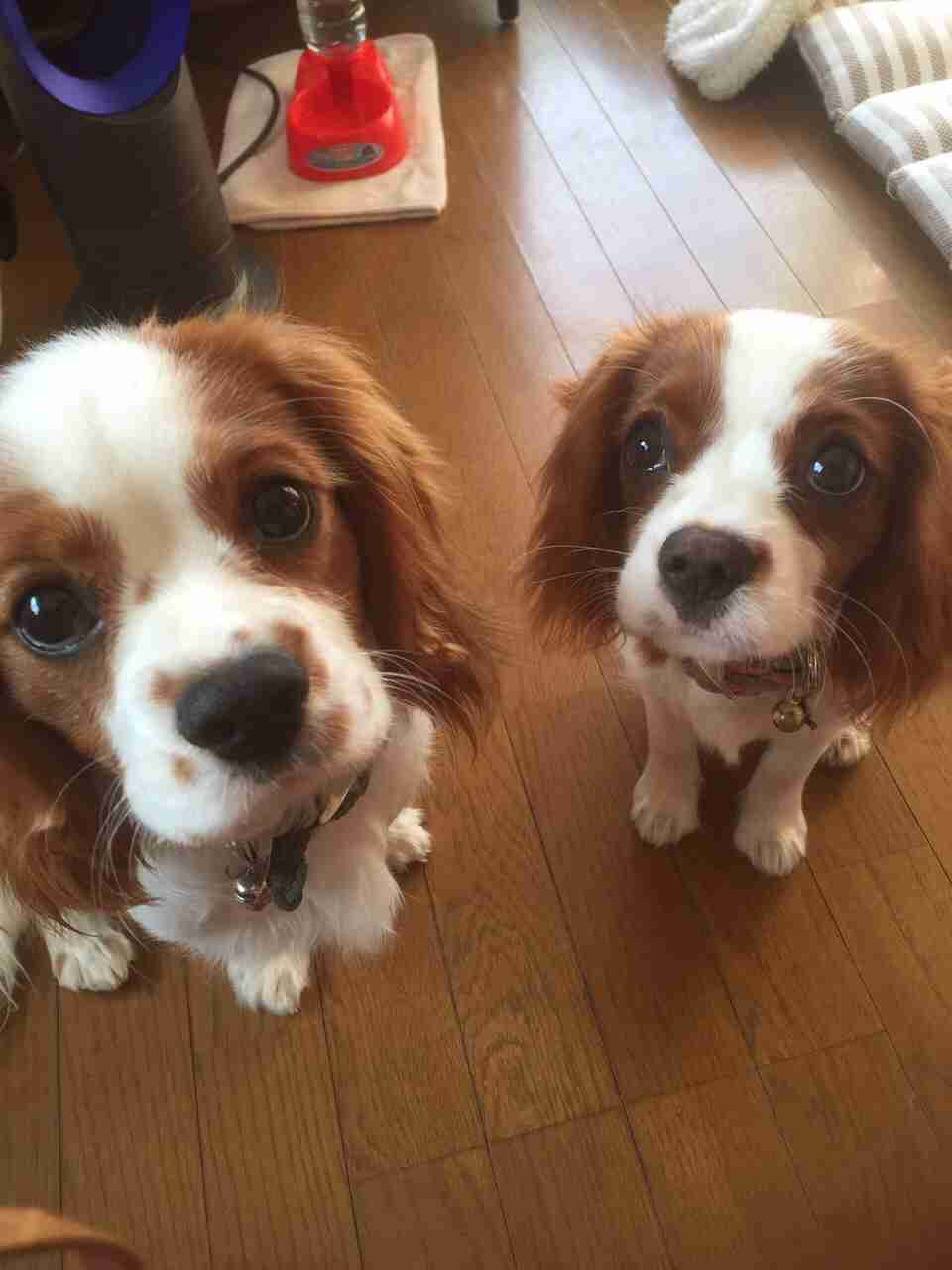 飼い猫と飼い犬の種類はなんですか?