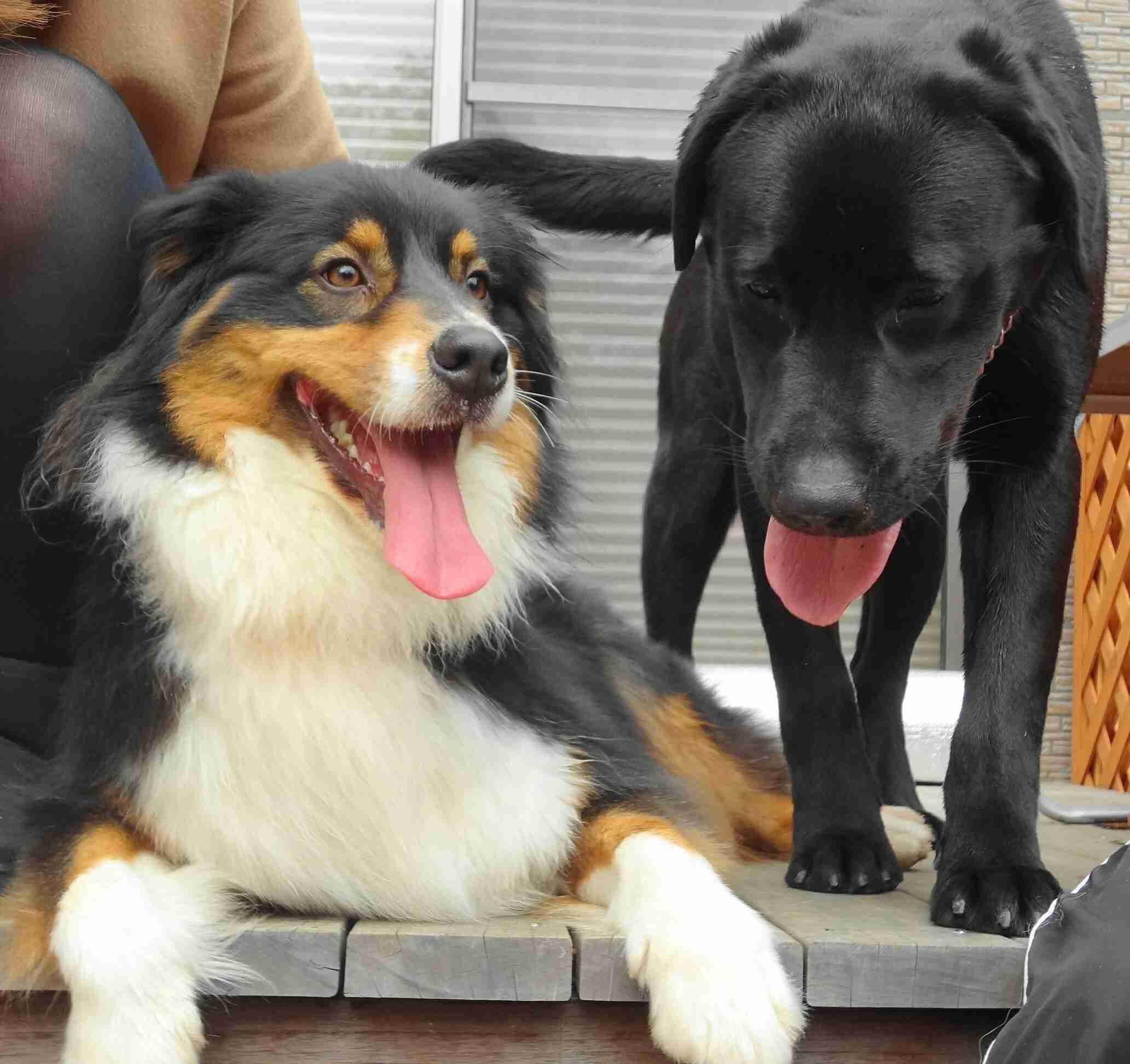 飼い猫と飼い犬の種類はなんですか?
