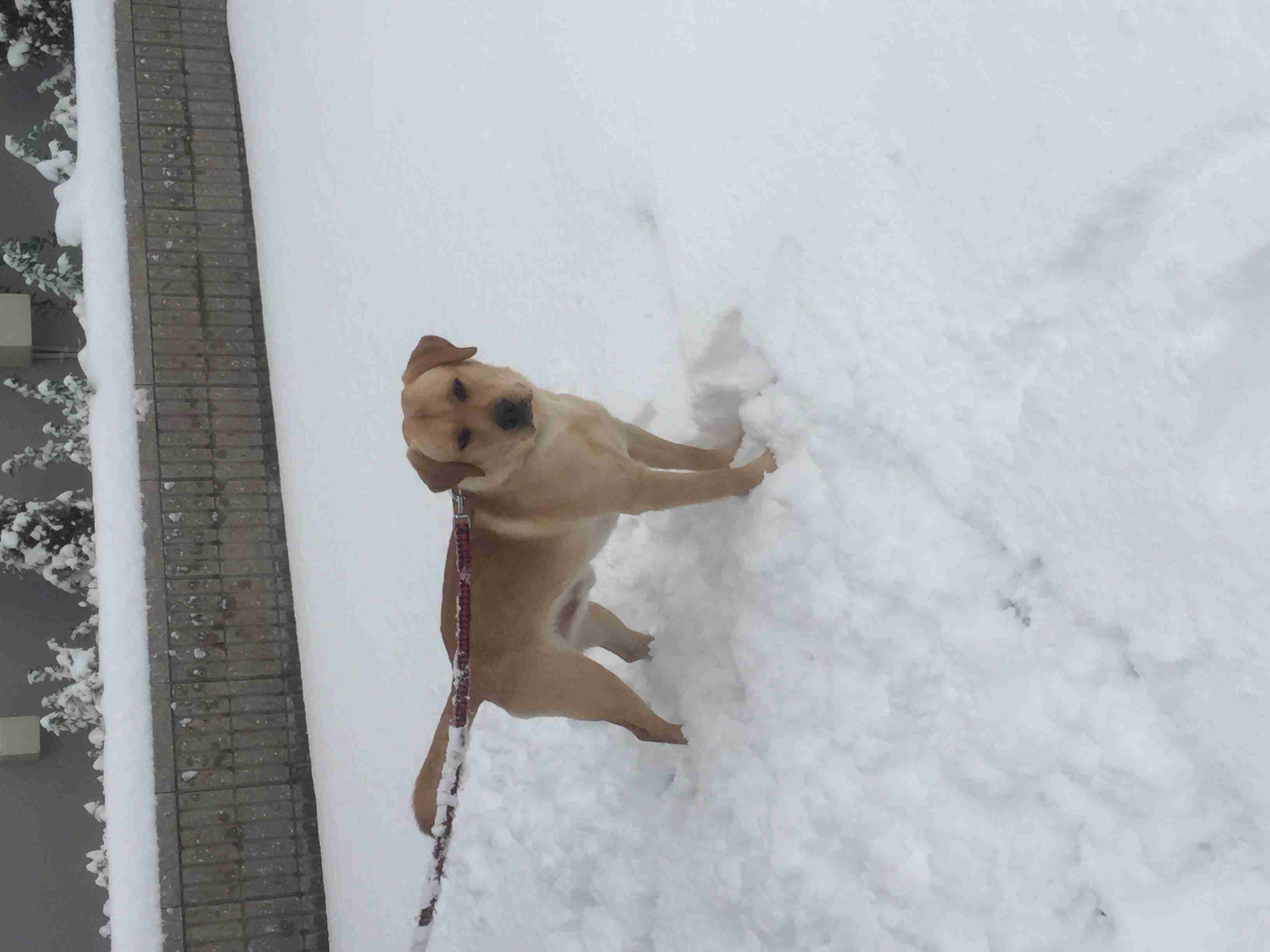飼い猫と飼い犬の種類はなんですか?