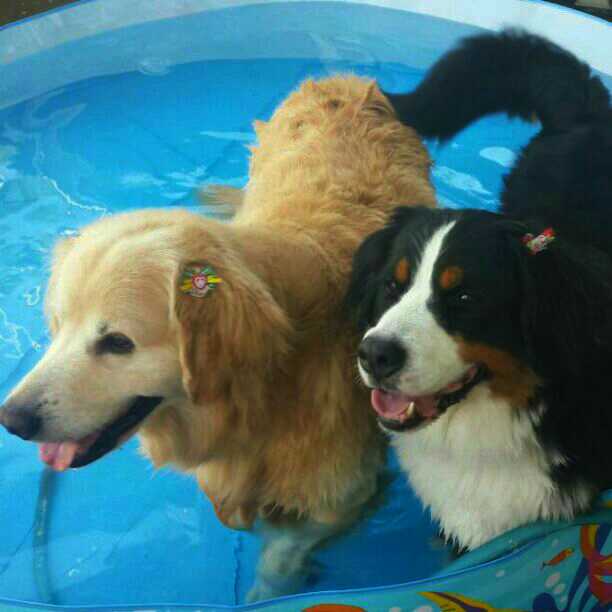 飼い猫と飼い犬の種類はなんですか?