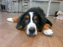 飼い猫と飼い犬の種類はなんですか?
