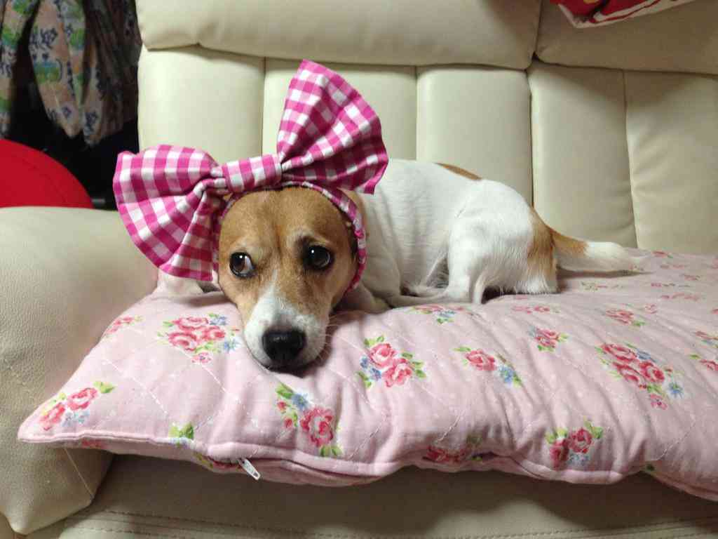 飼い猫と飼い犬の種類はなんですか?