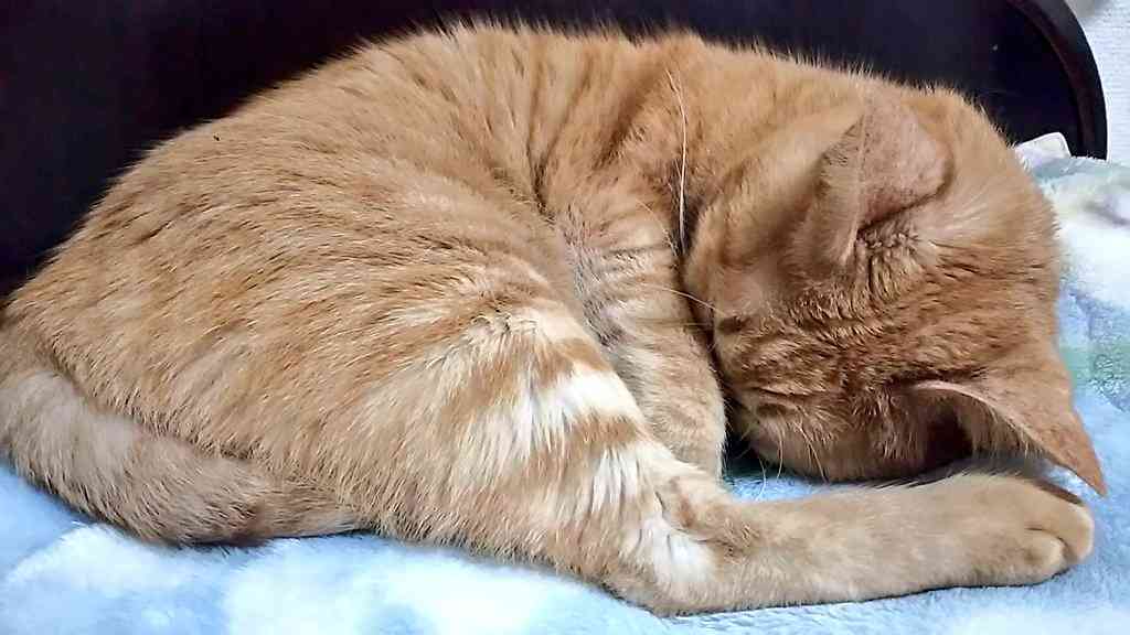 飼い猫と飼い犬の種類はなんですか?