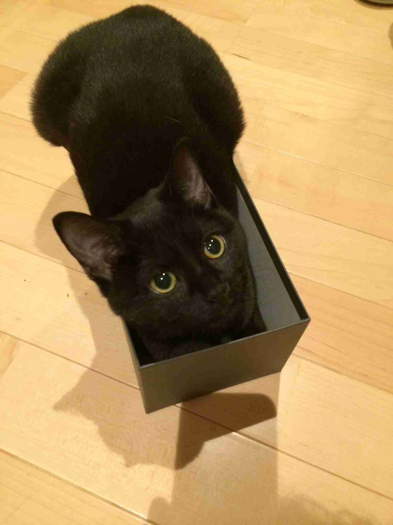 飼い猫と飼い犬の種類はなんですか?
