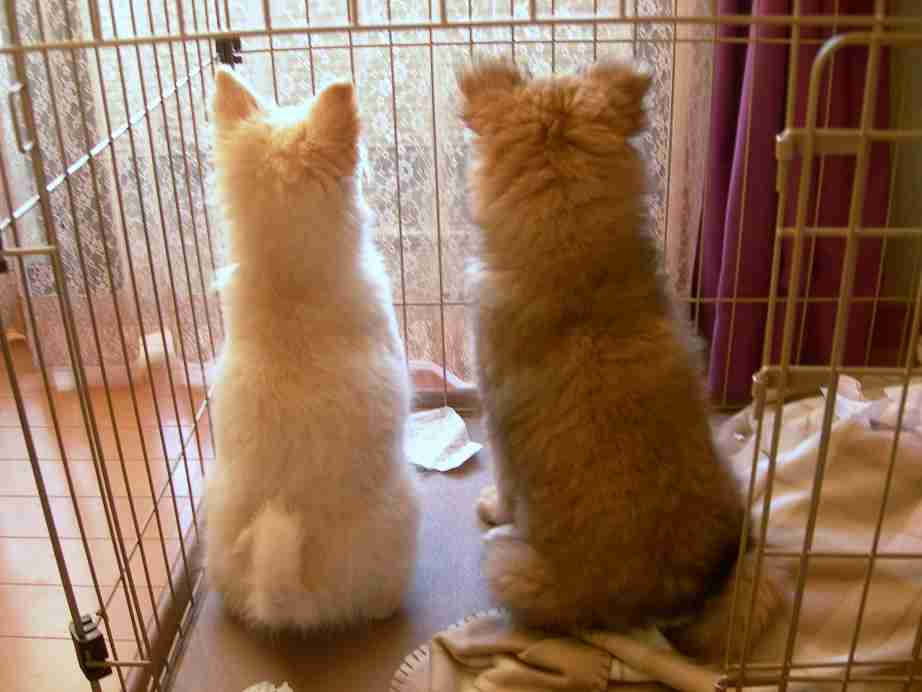 飼い猫と飼い犬の種類はなんですか?