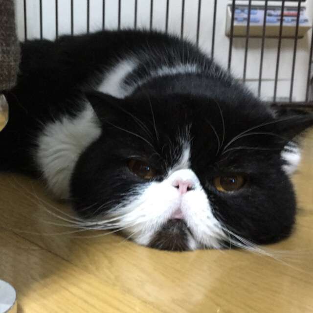飼い猫と飼い犬の種類はなんですか?