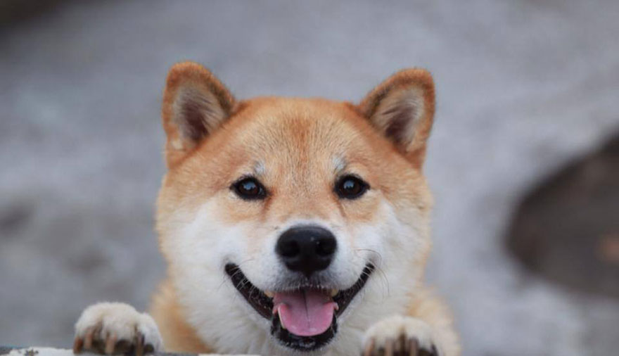飼い猫と飼い犬の種類はなんですか?