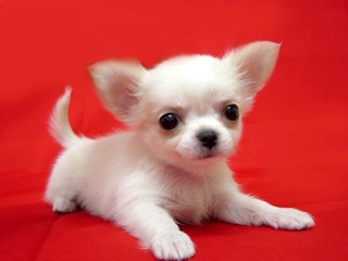 飼い猫と飼い犬の種類はなんですか?